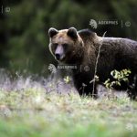 Cate animale salbatice exista in padurile din Buzau Evaluarea va incluse si specialisti de la Garda Forestiera Focsani