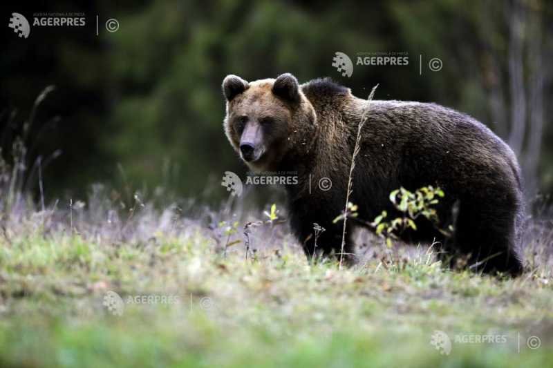 Cate animale salbatice exista in padurile din Buzau Evaluarea va incluse si specialisti de la Garda Forestiera Focsani