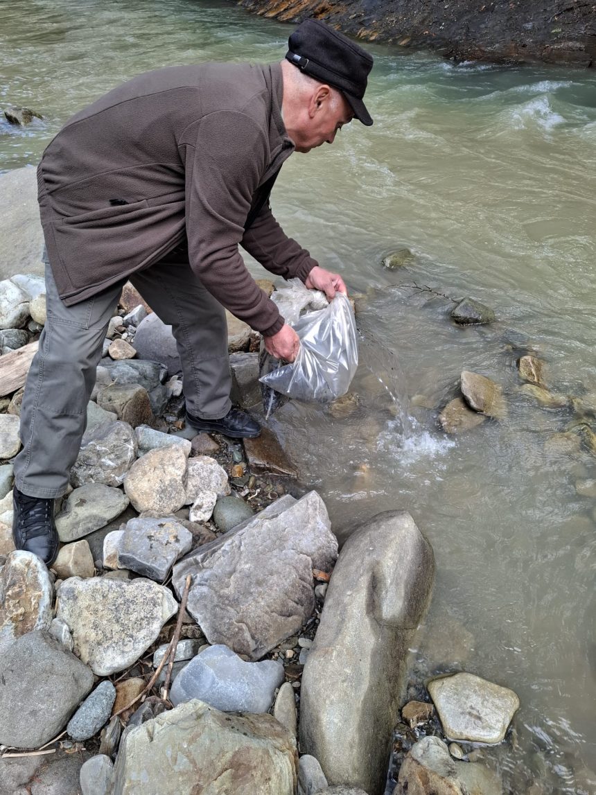 VIDEO Apele din Parcul Natural Putna au fost repopulate cu 20000 de puieti de pastrav