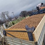 VIDEO Priamarile din Vrancea beneficiaza de donatii semnificative de cartofi pentru a sprijini comunitatile vulnerabile