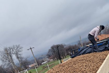 VIDEO Priamarile din Vrancea beneficiaza de donatii semnificative de cartofi pentru a sprijini comunitatile vulnerabile