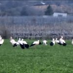 VIDEO un numar mare de berze s a oprit in aceasta seara la Dalhauti