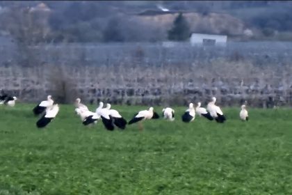 VIDEO un numar mare de berze s a oprit in aceasta seara la Dalhauti