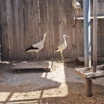 video berze eliberate in lunca siretului