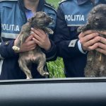 Adjud ACTIONE A POLITISTILOR DE LA BIROUL PENTRU PROTECTIA ANIMALELOR IN URMA CAREIA SAU DAT AMENZI