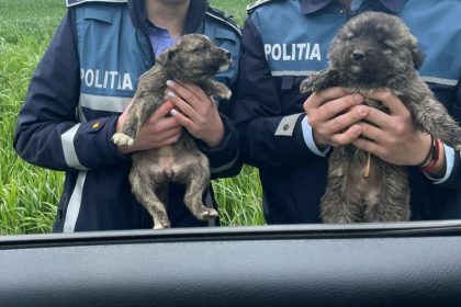 Adjud ACTIONE A POLITISTILOR DE LA BIROUL PENTRU PROTECTIA ANIMALELOR IN URMA CAREIA SAU DAT AMENZI