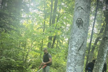 FOTO Paduri tinere regenerate natural in unitatea de productie III Ramnicelu Directionea Silvica Vrancea