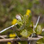 Milioane de euro pentru vinificatorii din Vrancea Finantari de pana la 15 milioane de euro pentru investitii in crame si plantatii viticole