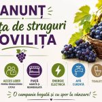 rezervari pentru piata strugurilor din movilita producatorii locali din comuna beneficiaza de acces gratuit