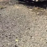 Accident rutier grav în zona Adjudului. O autocisternă și un autoturism au fost implicate