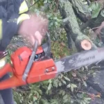 Bărbat decedat după ce a fost strivit de un copac, la Nistorești