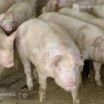 Subvenții pentru fermierii care cresc porci și bovine
