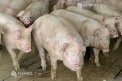Subvenții pentru fermierii care cresc porci și bovine