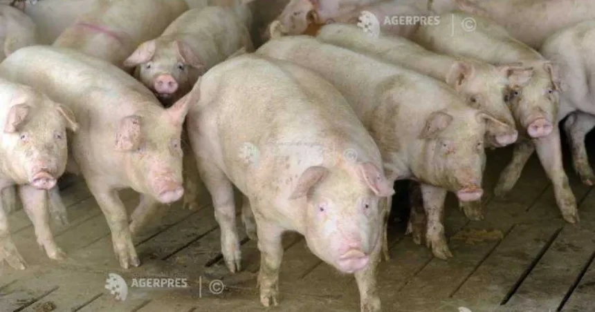 Subvenții pentru fermierii care cresc porci și bovine