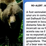 ULTIMA ORĂ! Mesaj RO-Alert emis după ce un urs a fost semnalat la Dălhăuți
