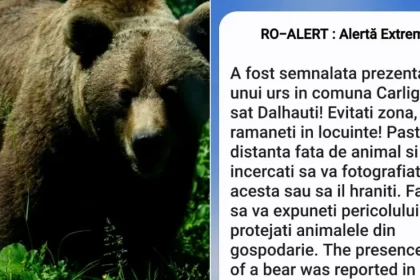 ULTIMA ORĂ! Mesaj RO-Alert emis după ce un urs a fost semnalat la Dălhăuți