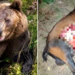 Urșii au intrat în gospodăriile din Dălhăuți. Mesajul disperat al unui localnic